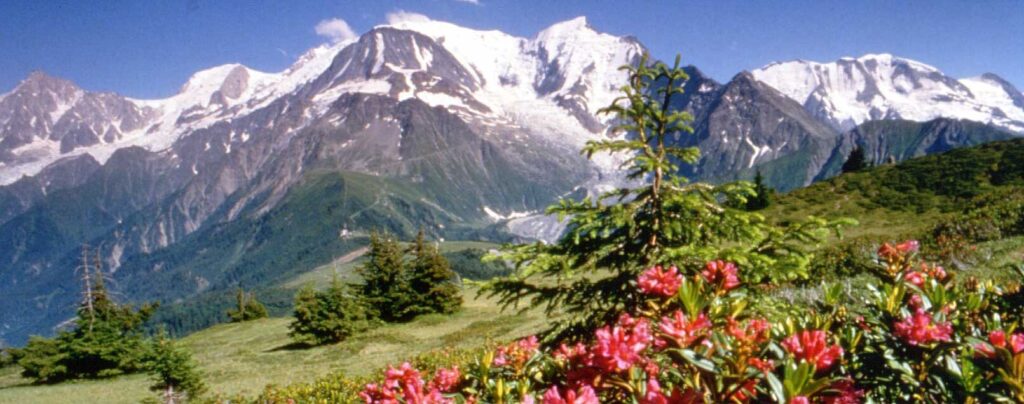 Alpage fleuri de rhododendrons et massif du Mont-Blanc en été à Saint-Gervais